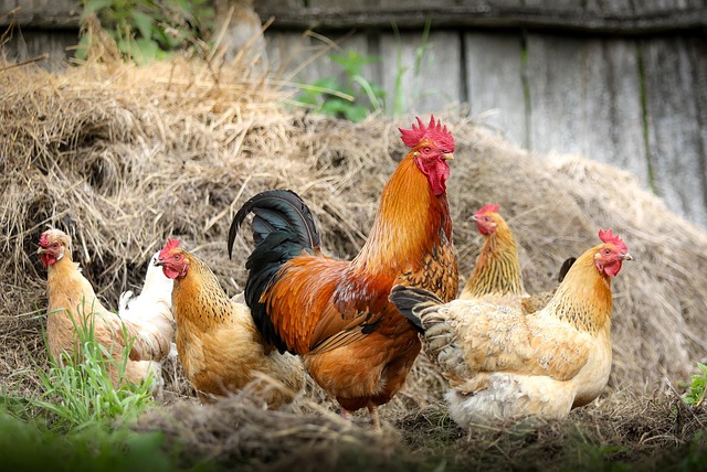 Ají de gallina — cultura argentina